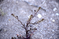 Lepidium auriculatum