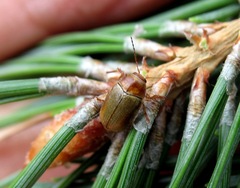Cryptocephalus pini