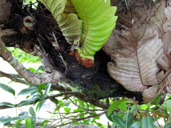 Drynaria quercifolia