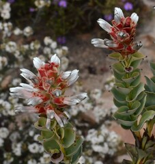 Paranomus roodebergensis