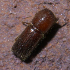 Xyleborus celsus