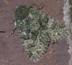 Phosphila miselioides
