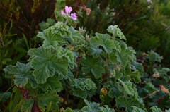 Pelargonium panduriforme