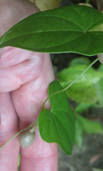 Dioscorea polystachya