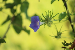 Ipomoea nil