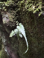 Asplenium pinnatifidum