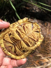 Terrapene carolina bauri