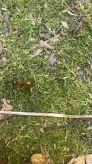 Camponotus americanus