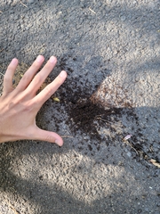 Tetramorium immigrans