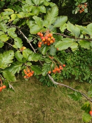 Scandosorbus intermedia