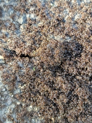 Tetramorium immigrans