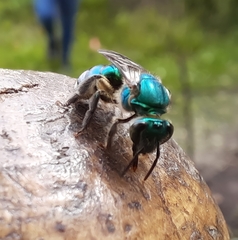 Pseudaugochlora graminea