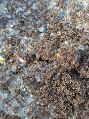 Tetramorium immigrans