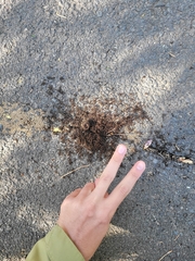 Tetramorium immigrans