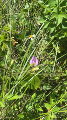 Lathyrus hirsutus