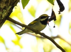 Vermivora chrysoptera