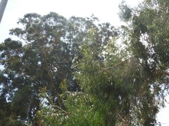 Eucalyptus globulus