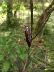 Tillandsia variabilis