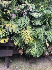 Monstera deliciosa