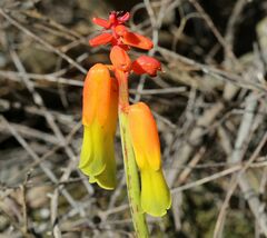 Lachenalia callista