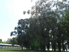 Eucalyptus globulus