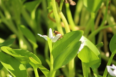 Helophilus latifrons