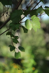 Vitis arizonica