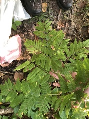 Pteridium aquilinum latiusculum