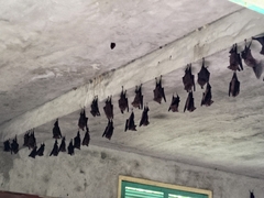 Hipposideros armiger