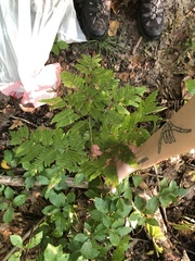 Pteridium aquilinum latiusculum