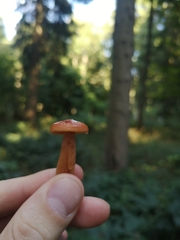 Lactarius aurantiacus