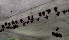 Hipposideros armiger