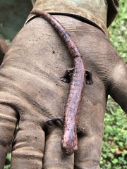 Caudata