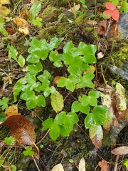 Hepatica nobilis
