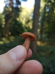 Lactarius aurantiacus
