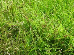 Paspalum distichum