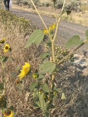 Helianthus