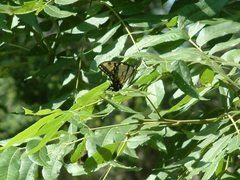 Papilio glaucus
