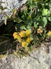 Solidago spithamaea
