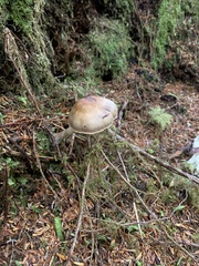 Amanita porphyria