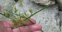 Cyperus iria
