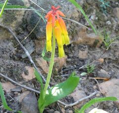 Lachenalia callista