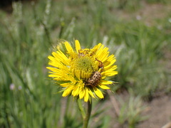 Berkheya rhapontica