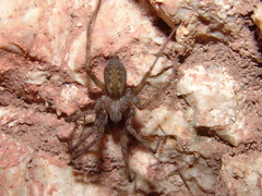 Tegenaria