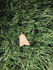 Helicoverpa armigera