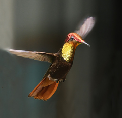 Chrysolampis mosquitus