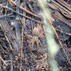Lycosoidea