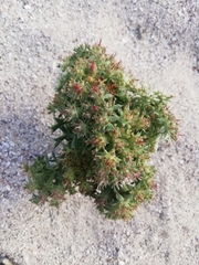 Echinophora spinosa