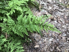 Cystopteris tenuis