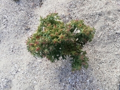 Echinophora spinosa